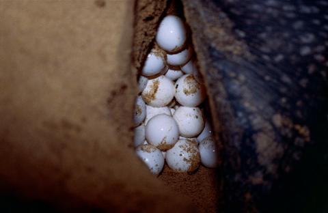 Close up of turtle eggs in nest