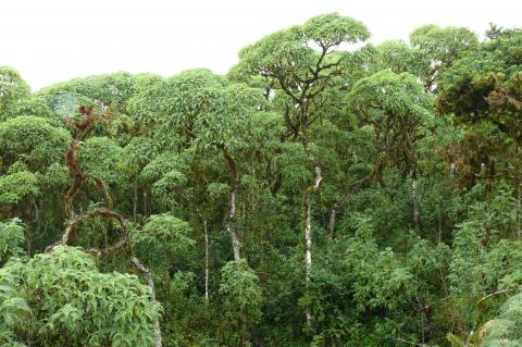 H. (2008, August). Scalesia pedunculata [Photograph]. Santa Cruz, Galapagos. https://commons.wikimedia.org/wiki/File:Scalesia_pedunculata.jpg