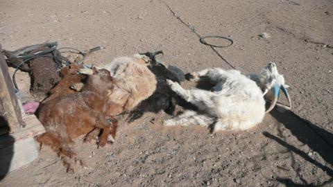 Dead goats