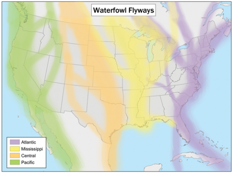 https://upload.wikimedia.org/wikipedia/commons/c/c1/Waterfowlflywaysmap.png