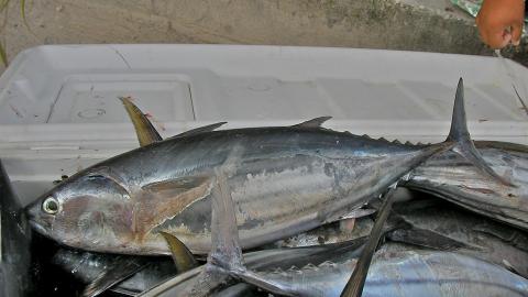 Fish caught in Tuvalu