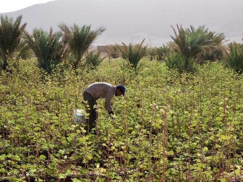 Pastoralist Tending Drip Irrigated Field