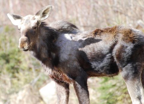 Maine juvenile moose who has been irritated by scratching the ticks 