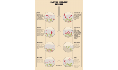 Seagrass Ecosystem Services