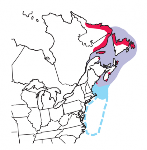 Habitat locations of the North West Atlantic Puffin based on season (Audubon, 2022)